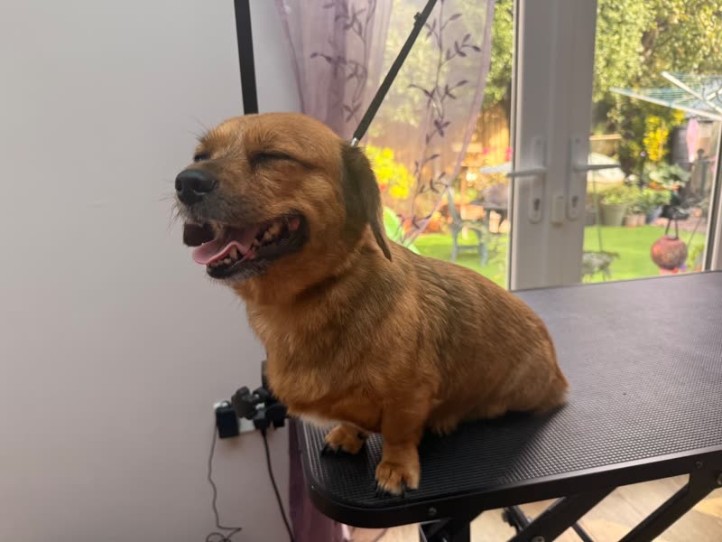 A happy tan dachshund-cross on the grooming table beside the patio doors, mid-pant after a groom