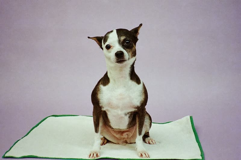 A freshly groomed small dog on a towel