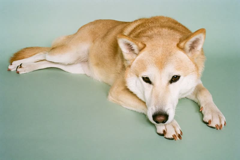 A relaxed older dog lying calmly