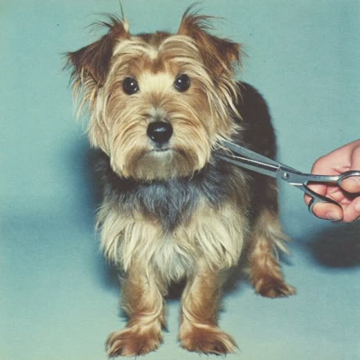 A small dog having its coat trimmed