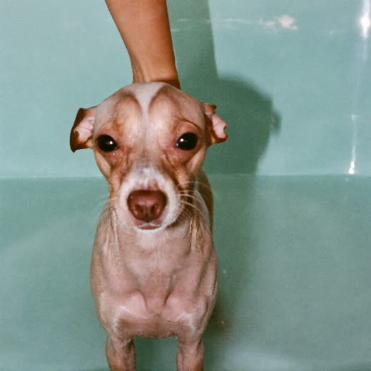 A small dog being bathed