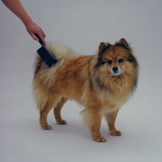 A fluffy dog being brushed