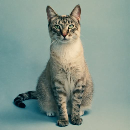 A calm, well-groomed cat